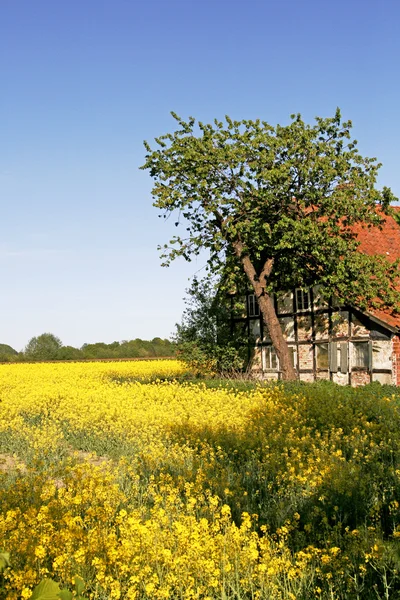 Timbered house with rape field in spring — Stock Photo, Image