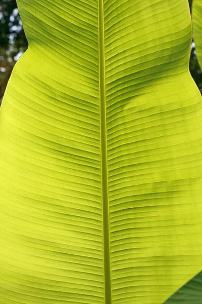 Folha de palma, retroiluminação — Fotografia de Stock
