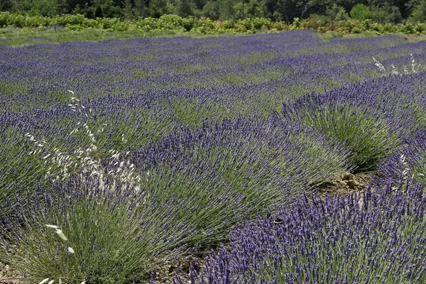 附近 rustrel，普罗旺斯的薰衣草田 — 图库照片
