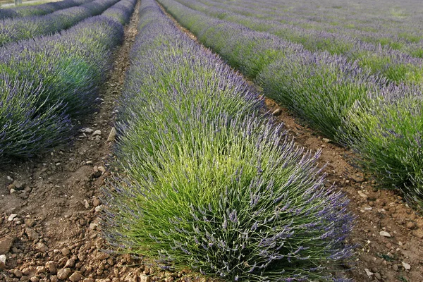 Levendula mező, Provence, Franciaország — Stock Fotó