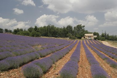 Lavanta alanlar, provence, Fransa