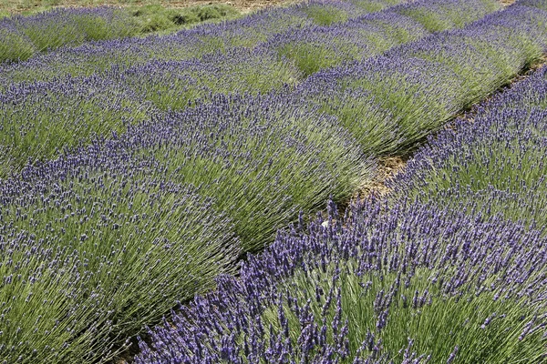 Лавандовое поле, Прованс, Франция — стоковое фото