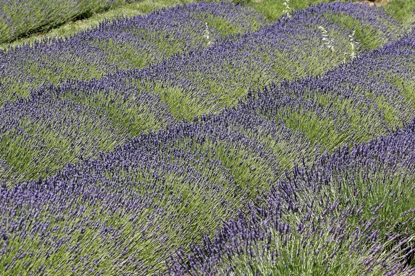 Levandulové pole, provence, Francie — Stock fotografie