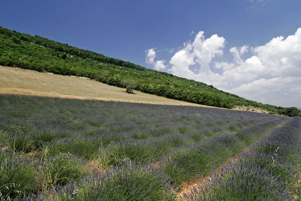 Lavanta tarlası, Provence, Fransa — Stok fotoğraf