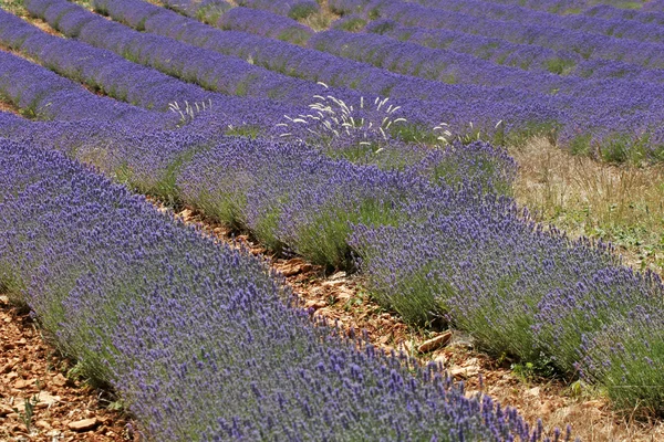 Levendula mező, Provence, Franciaország — Stock Fotó