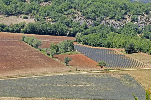 Lavanta alanlar, provence, Fransa — Stok fotoğraf