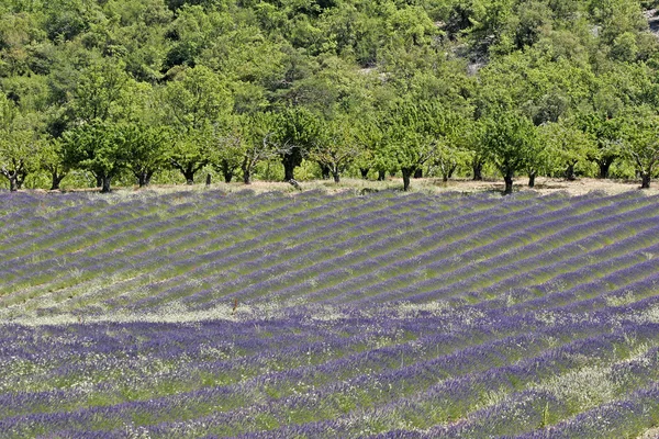 Lavender fields, Provence, France — Stock Photo, Image