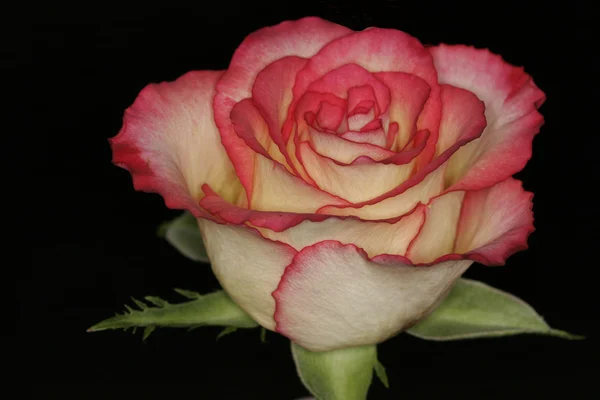 Punainen ruusu yksityiskohtaisesti, lajitella Kristin — kuvapankkivalokuva
