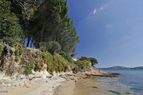 Południe kwiaty w cannigione, Sardynia — Zdjęcie stockowe