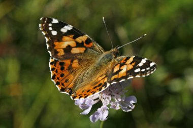 Vanessa cardui, Painted Lady