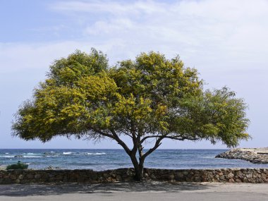 san teodoro, Sardunya akasya ağacından