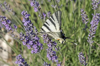 iphiclides podalirius, ender kırlangıç kuyruğu