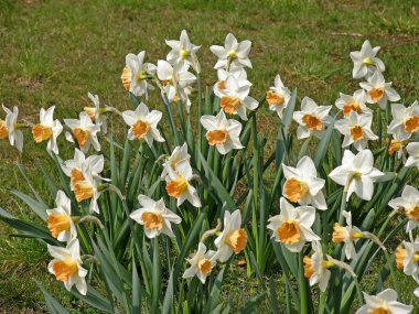 narcissus, zambak, daffodill ödünç