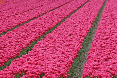 Tulip field near Wassenaar, Netherlands clipart