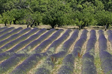 Lavanta alan croagnes, provence yakınındaki