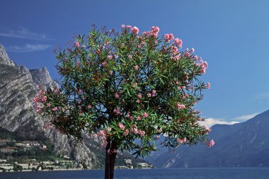 Oleander tree (Nerium oleander) Italy clipart