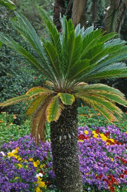 Palm tree with flowers, Italy clipart