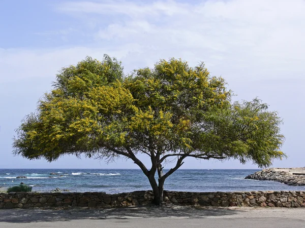 Acacia träd i san teodoro, Sardinien — Stockfoto