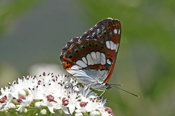 Limenitis reducta,Southern White Admiral — Stock Photo, Image