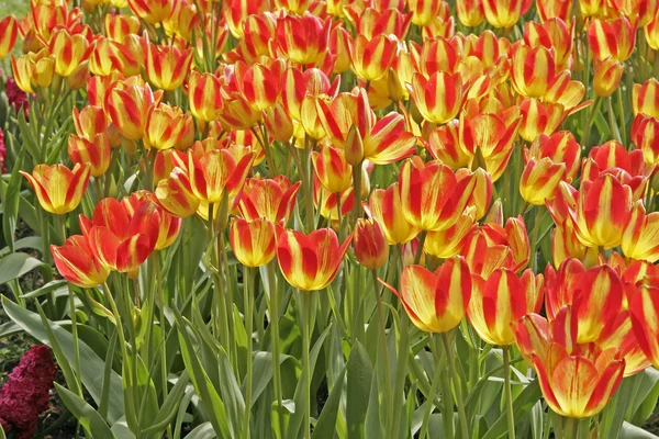 Tulipa řazení květ, tulipán — Stock fotografie