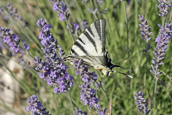 Iphiclides podalirius,Scarce Swallowtail — Stock Photo, Image