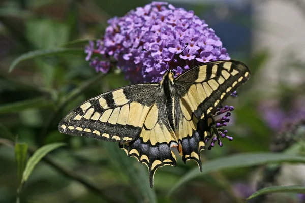Papilio machaon, oude wereld koninginnenpage — Stockfoto