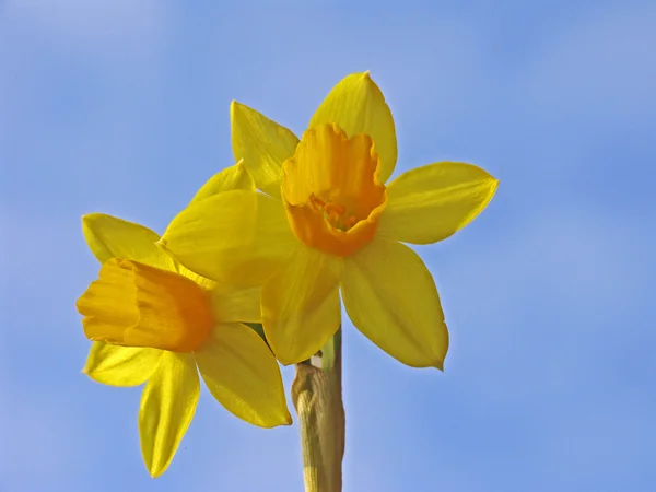 Нарцис, великий піст Лілія, Daffodill — стокове фото