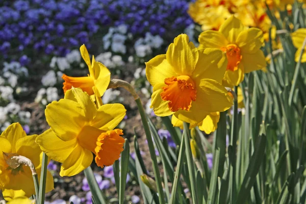 수 선화, 백합, daffodill를 빌려 — 스톡 사진