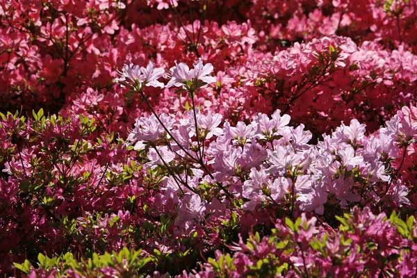 Azálea japonesa na primavera — Fotografia de Stock