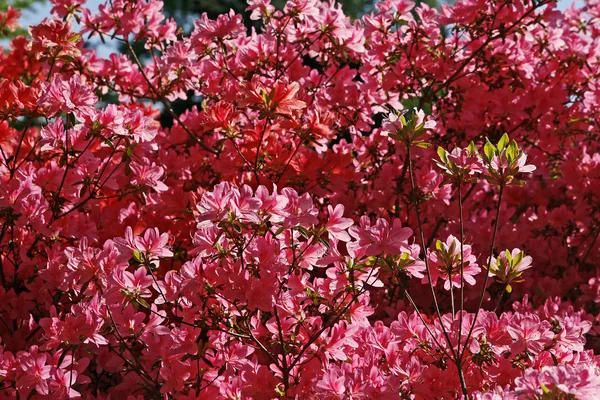 Japanische Azalee im Frühling — Stockfoto