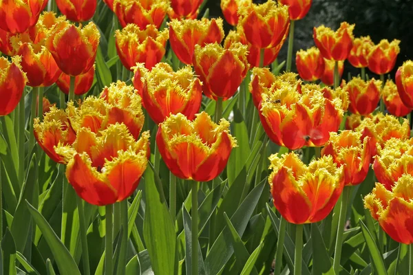 Tulpen sortieren Blümchen, Tulpen — Stockfoto