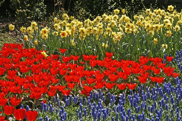Cama de flores de tulipán con jacintos —  Fotos de Stock