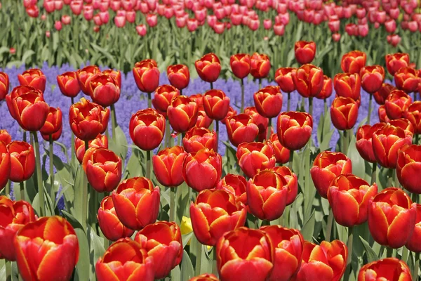 Tulipa "tanca ciller', tulipán — Stock fotografie