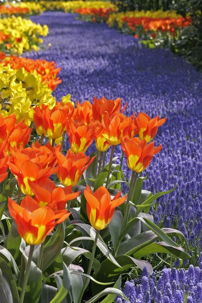 Tulipa κόσμο θρύλος, η τουλίπα Δαρβίνου — Φωτογραφία Αρχείου