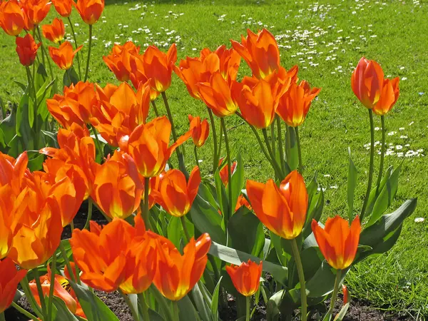 Tulipa na primavera (Tulipa ) — Fotografia de Stock