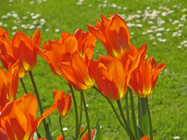 Tulipán (Tulipa jaře) — Stock fotografie