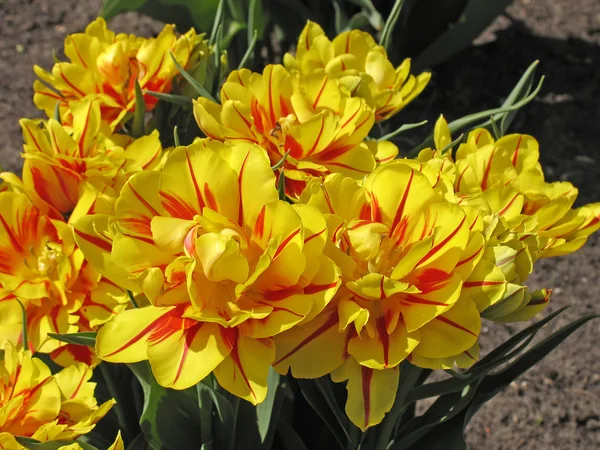 Tulip in het voorjaar (Tulipa) — Stockfoto