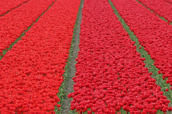 Campo de tulipas perto de Wassenaar, Países Baixos — Fotografia de Stock
