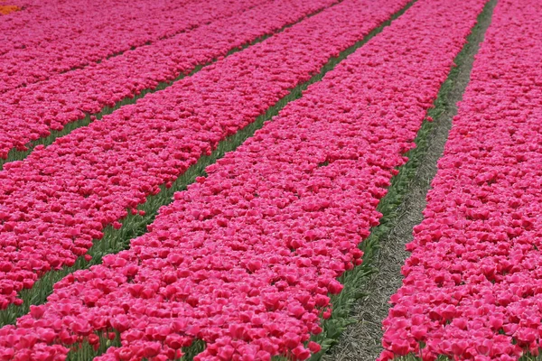 Pola tulipanów w pobliżu wassenaar, Holandia — Zdjęcie stockowe