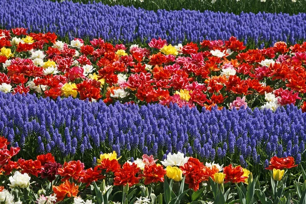 Cama de flores de tulipán con jacintos, Muscari — Foto de Stock