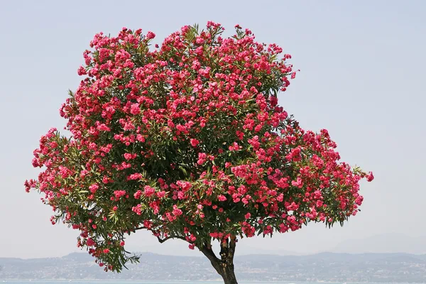 Oleandry (Nerium oleander) strom Itálie — Stock fotografie