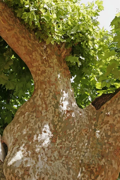 Roplatanus tree in Roussillon, Provence — Fotografia de Stock