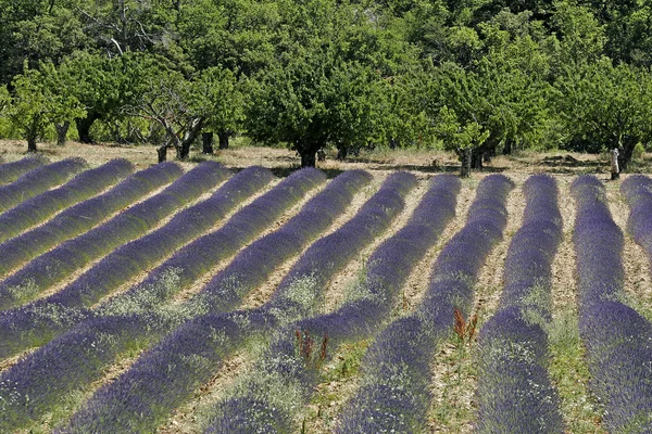 Levendula mező közelében croagnes, provence — Stock Fotó