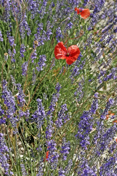Lavender with poppies, Provence — Stock Photo, Image