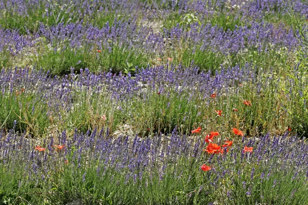 与罂粟，普罗旺斯的薰衣草 — 图库照片