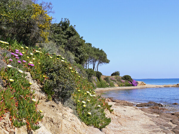 Cannigione, Golfo di Arzachena, Sardinia, Italy, Europe, Bay with midday flowers (Carpobrotus)