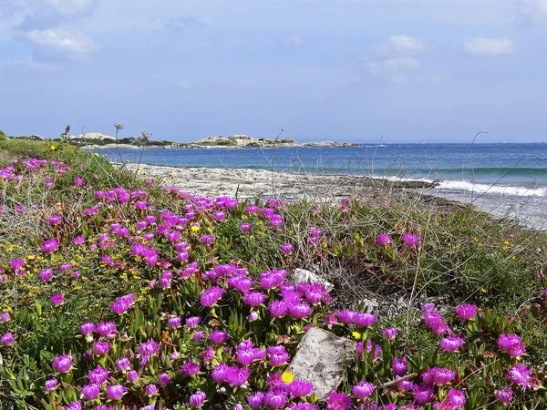 Пляж рядом с Санта-ди-Галлура — стоковое фото