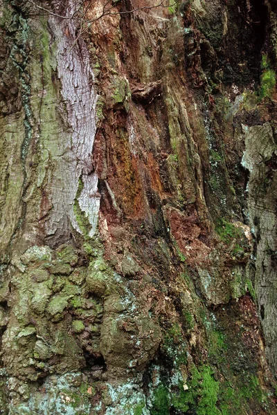 Corteccia di un albero deciduo — Foto Stock