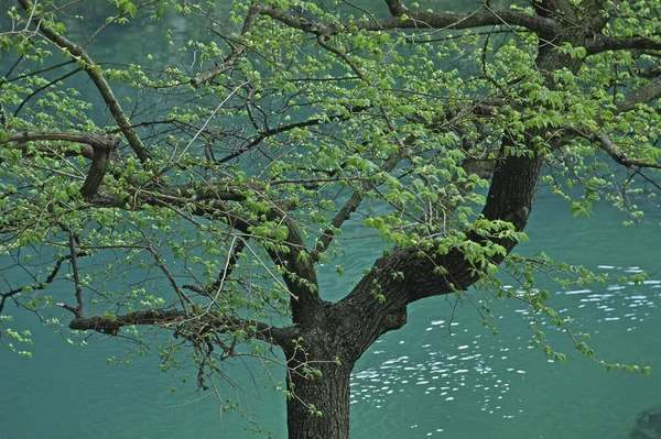 Drzewo u źródeł rzeki sorgue — Zdjęcie stockowe