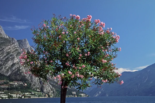Oleander (Nerium oleander) träd Italien — Stockfoto